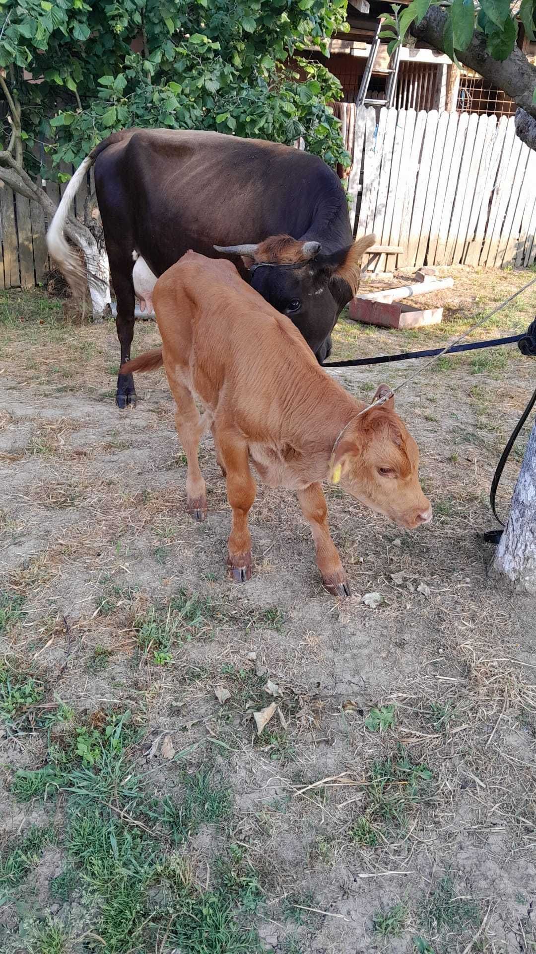 Juninca Baltata Romaneasca cu vitel de vanzare