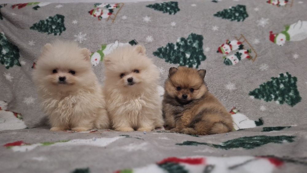 Померан мини померанчета