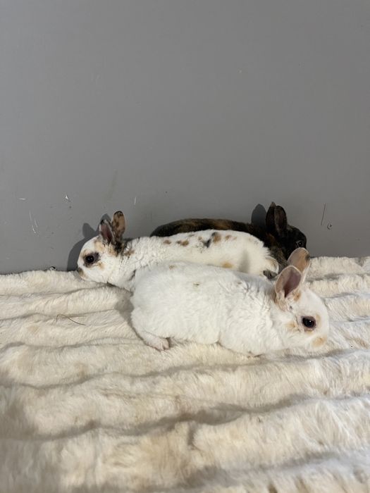 Iepuri rex pitic tricolor