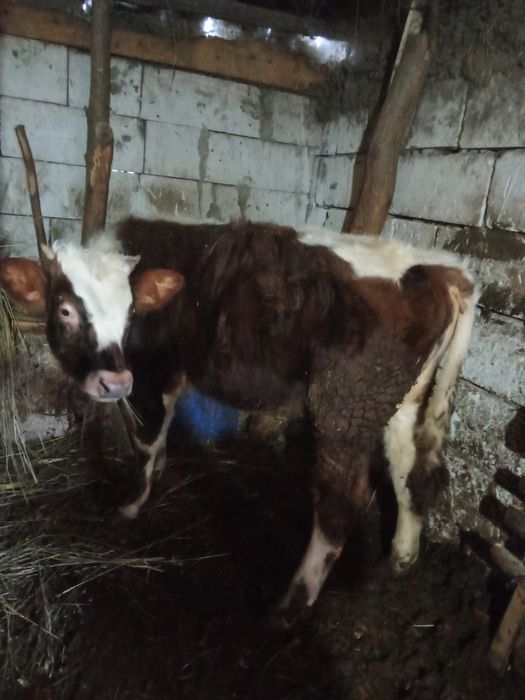 Vând 3 vitei  preț negociabil