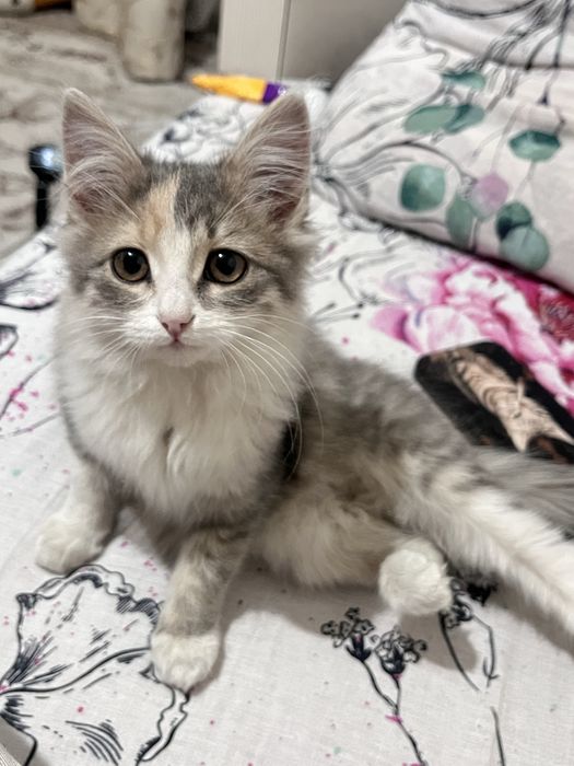 отдам котенка бесплатно