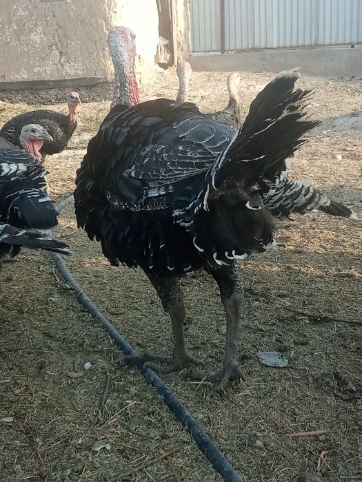 Индюк гибрид балапандар урыктикка