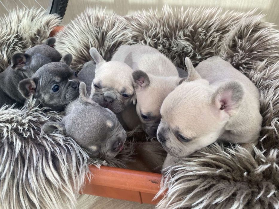 Продават се чистокръвни френски булдочета – отличен произход