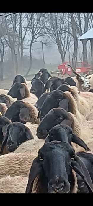 Vand oi sarbească carabașa