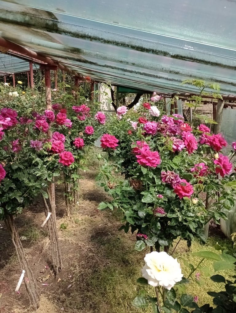 Trandafiri pomișori 17 culori,direct de la producător.