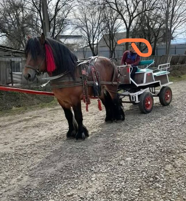 Șareta de vânzare