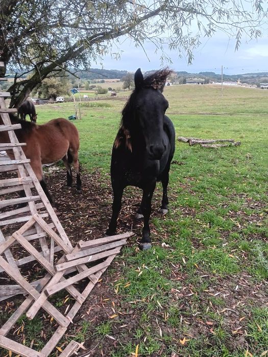 Vând sau schimb manza