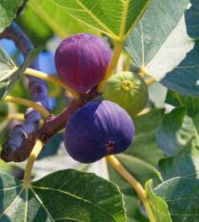 Pomi Fructiferi Exotici La Ghiveci (Soiuri de Smochin )