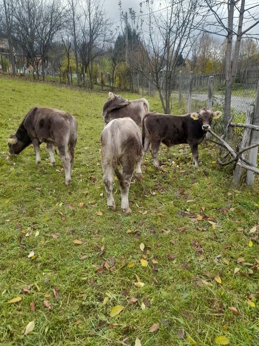 Vând vitele și vitei