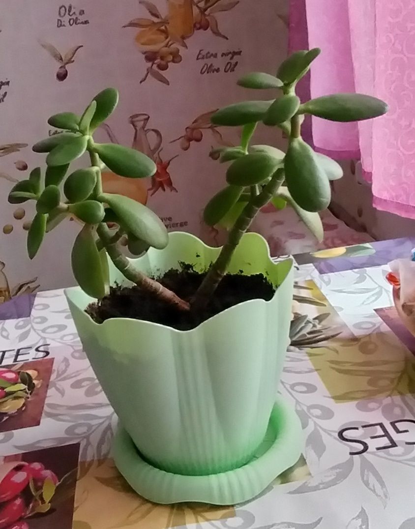 Продам цветы скуленты и алоэ