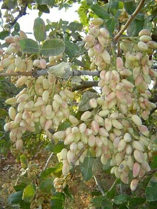 Pomi Fructiferi Exotici (Fistic Soiuri Diferite )