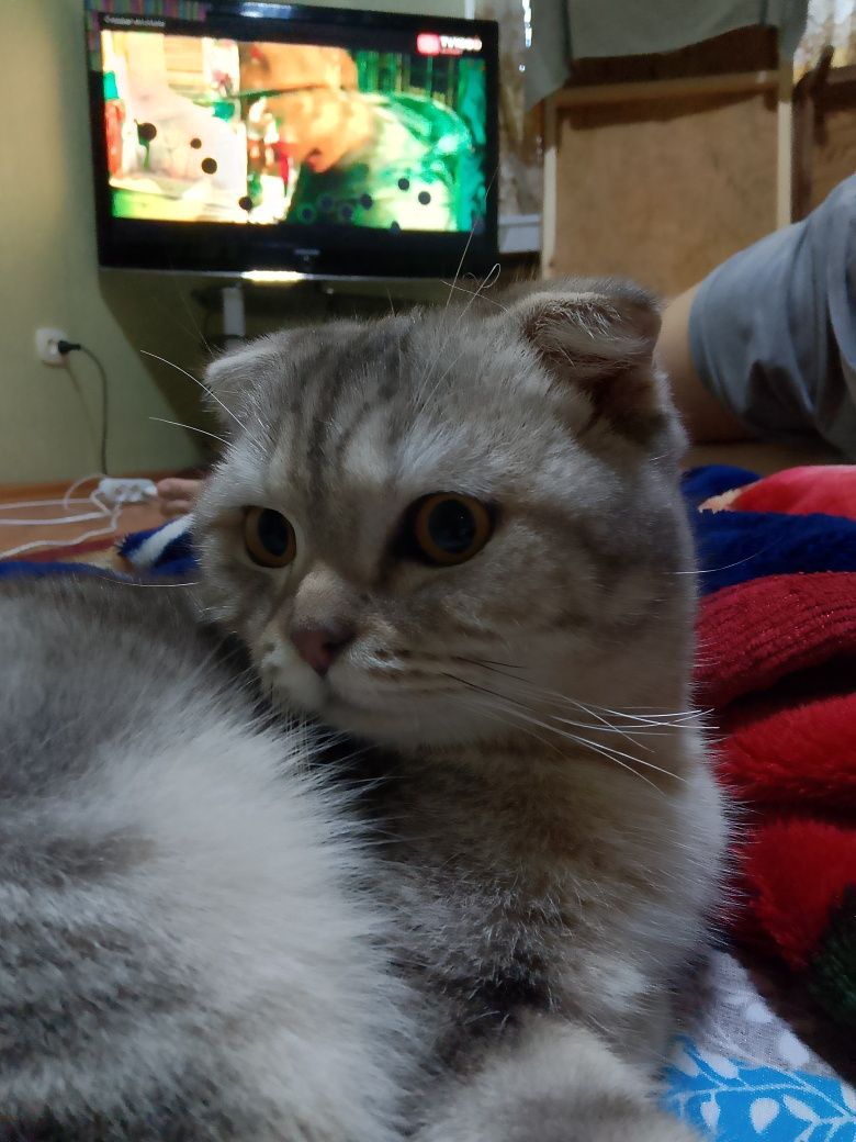 Кошка шатланский