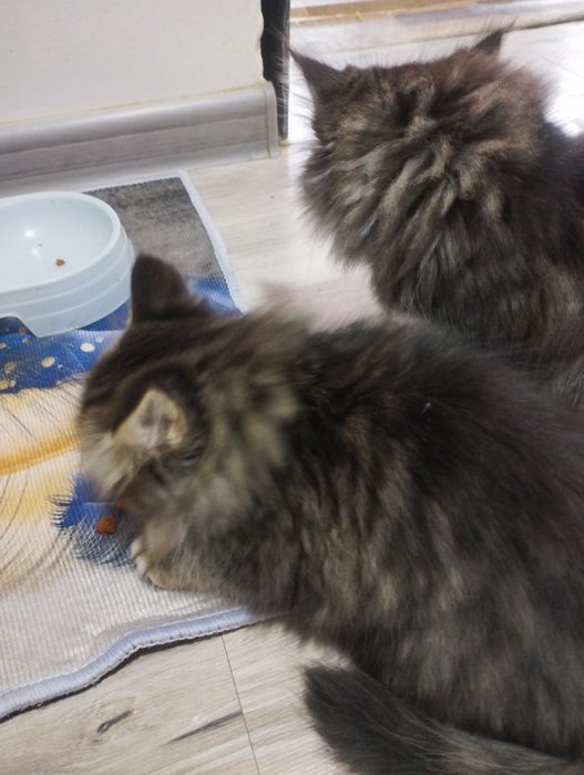 Отдадим котят две девочки.