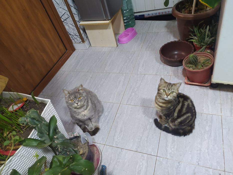Скотш страйт. Бенгалский кошка