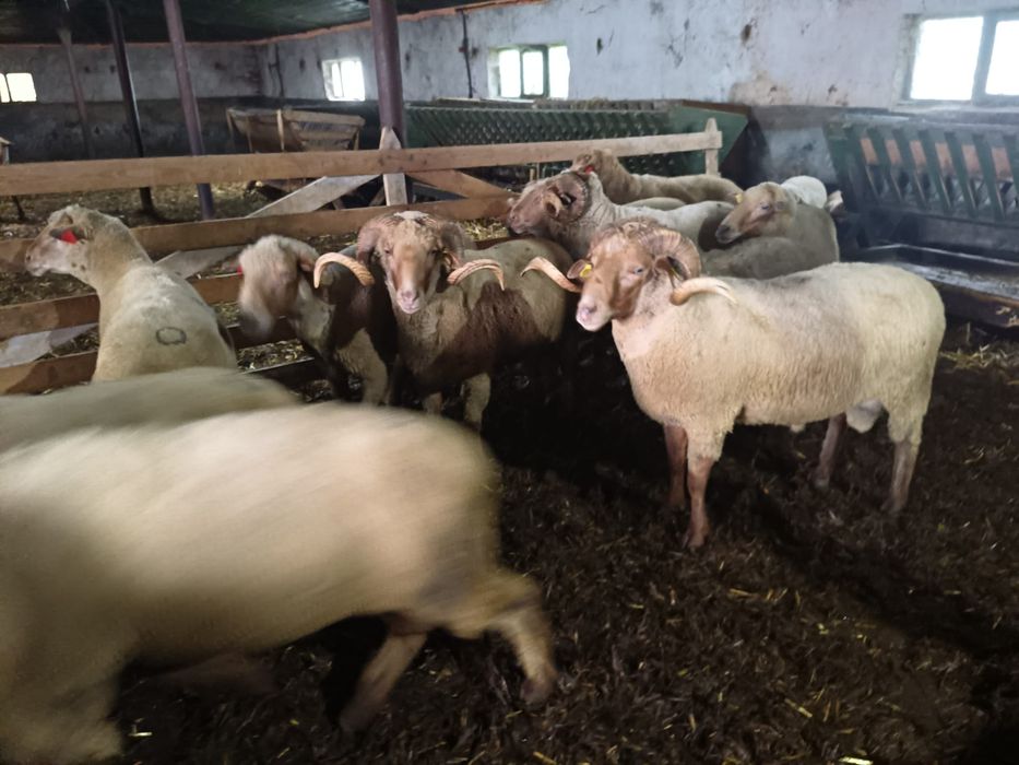 Berbeci de vânzare – sănătoși, genetică bună, potriviți pentru reprodu