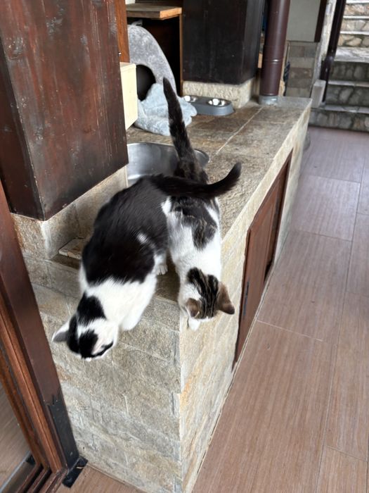 Подарявам котета