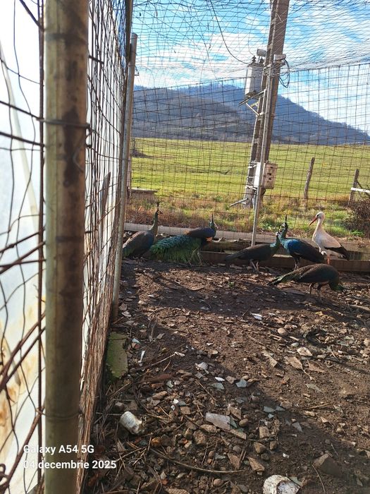 Vand pauni tineret 2024 detalii la telefon