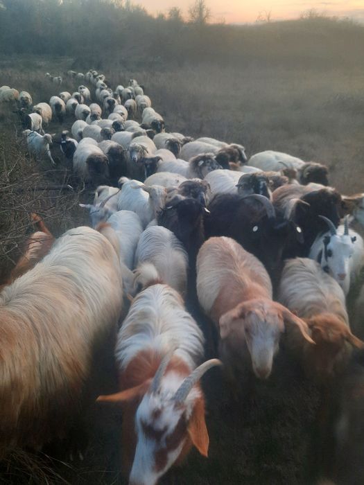 Vand 60 oi si 15 capre