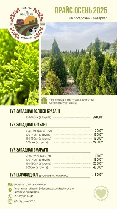 Туи Смарагд, Брабант