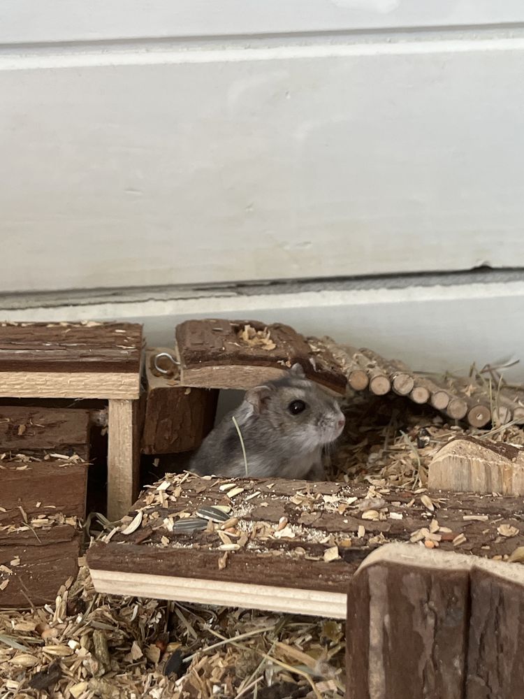 Hamster Pitic
