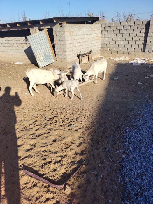 Заанен ешкілер сатылады