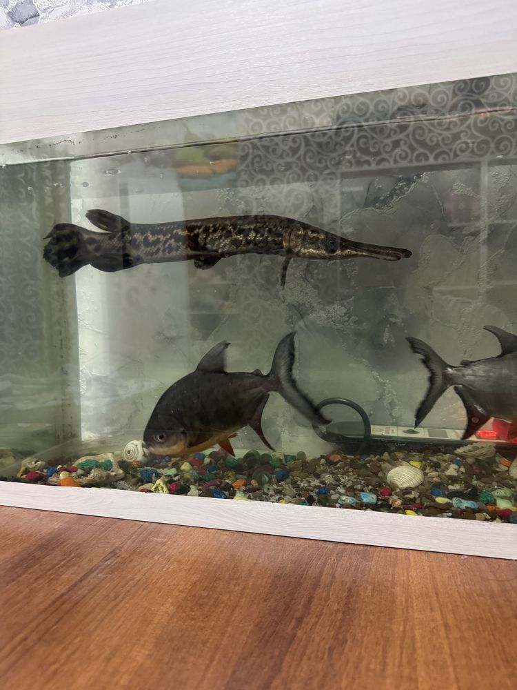 Щука/Alligator gar