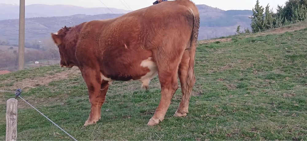 Продавам мъжки телета