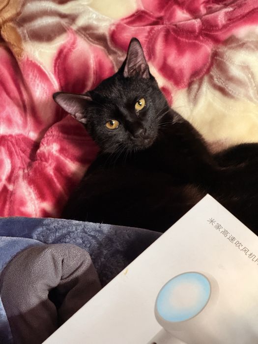 Отдам котёнка в хорошие руки