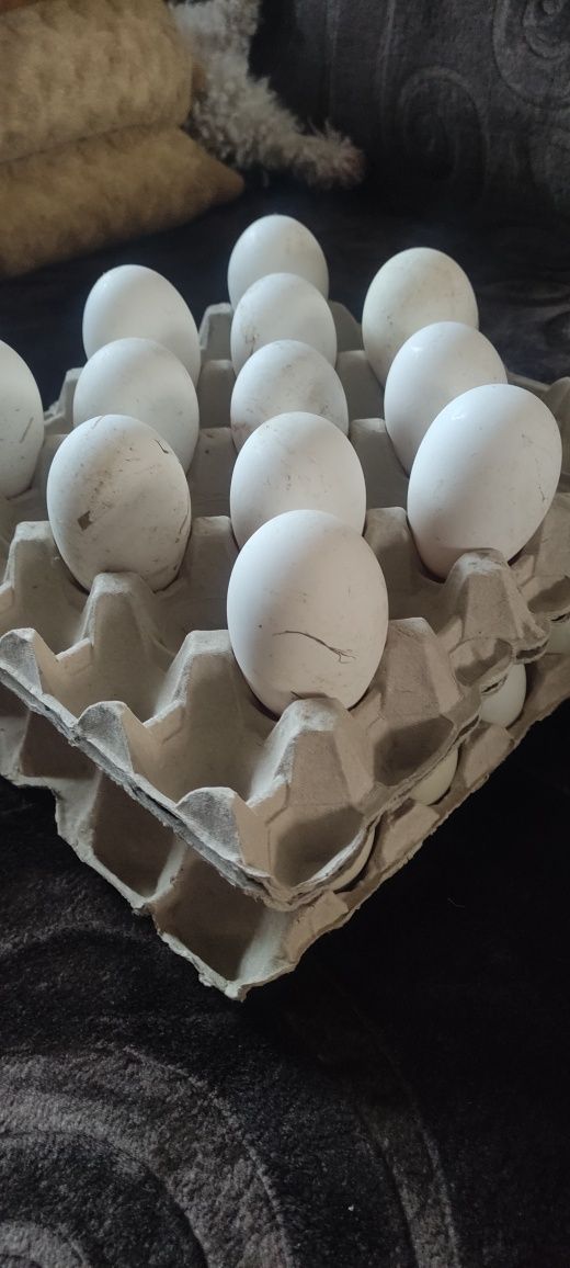 Vând oua pentru incubat de gasca leseasca