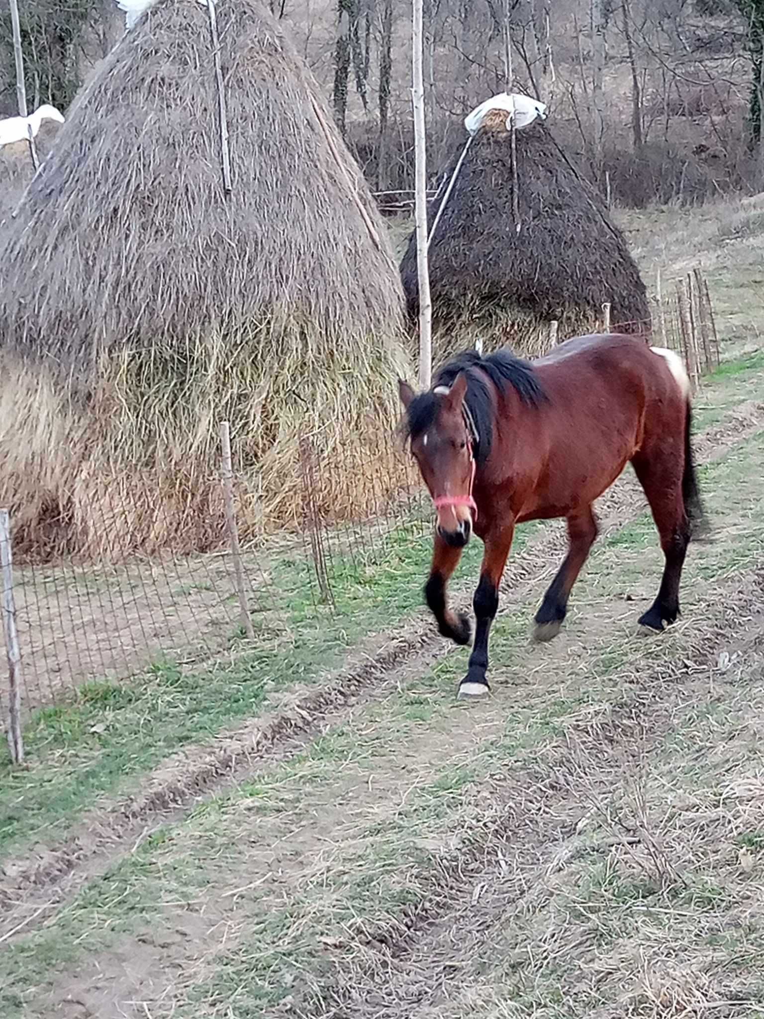 Vând iapă în vârstă de 4 ani