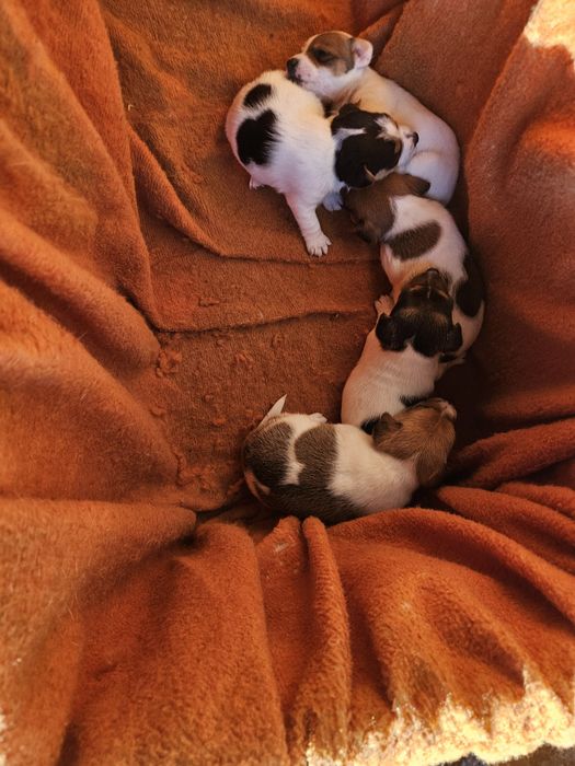 Три момичета и едно момче Джак Ръсел териер