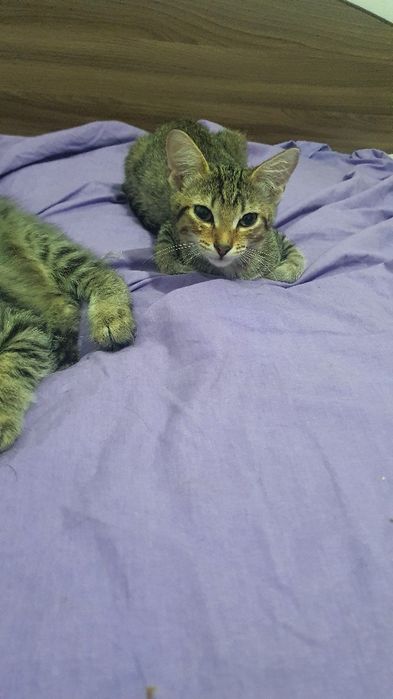Отдам в добрые руки котят