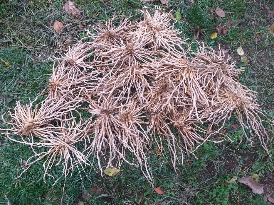 Rădăcini ,coroane sparanghel