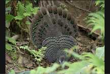 Fazan paun(Polyplectron bicalcaratum)doar masculi!