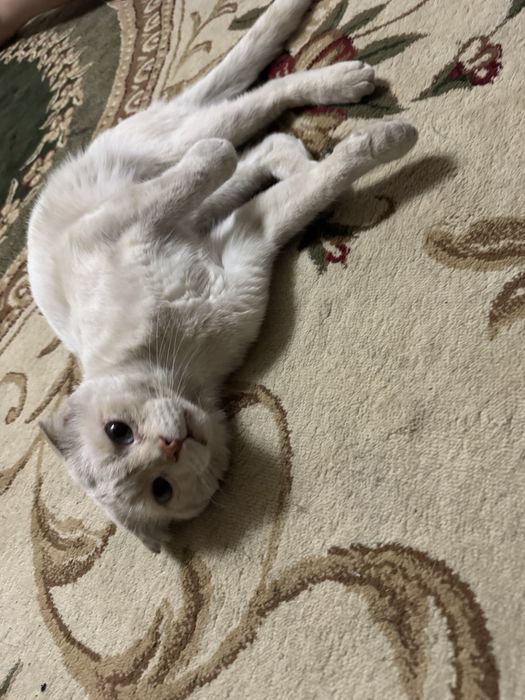 Продается домашняя кошка