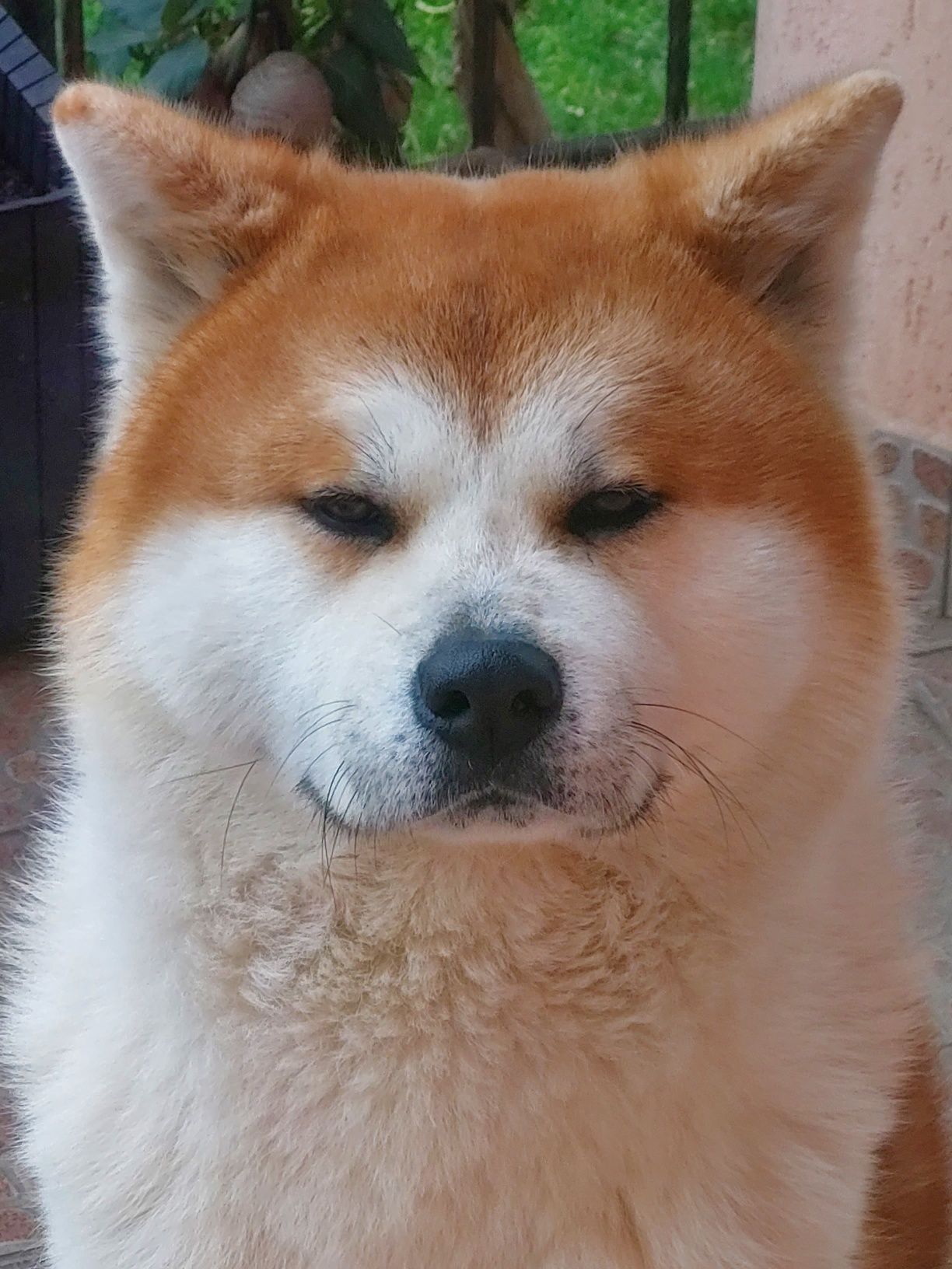 Akita Inu japonez