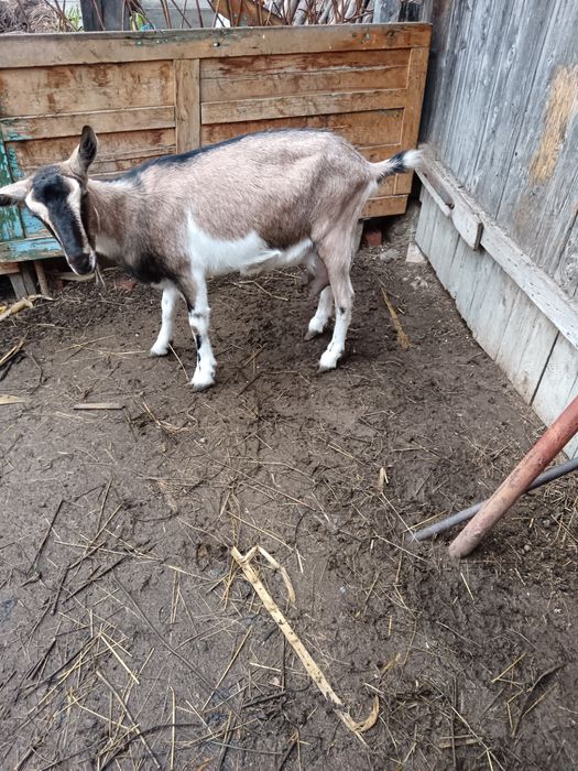 Vând capra alpina cu sannen