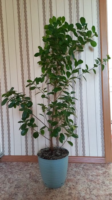 Цветы комнатные