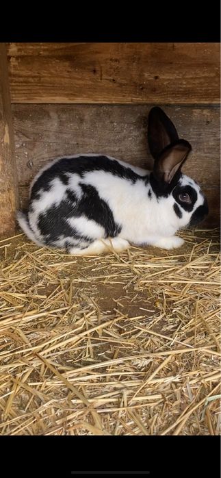 Iepuri fluture german disponibili