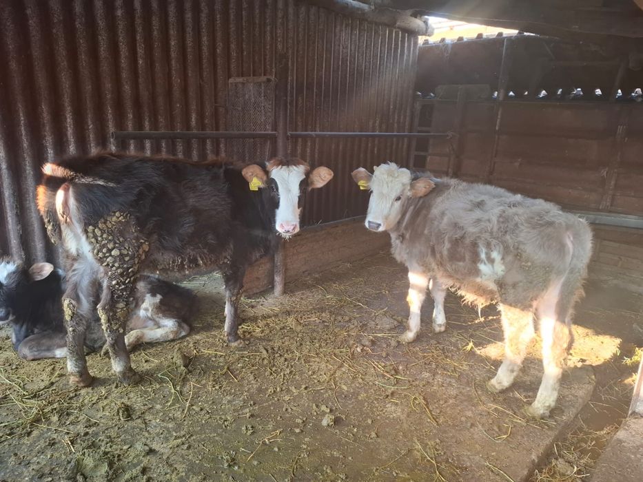 Продам двух бычков и телку