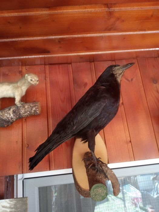 vând păsări împăiate