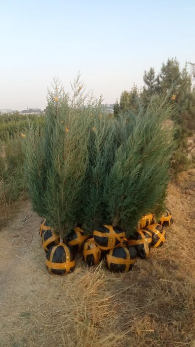 archa koʻchatlari bor  Toshkent boʻylab bor