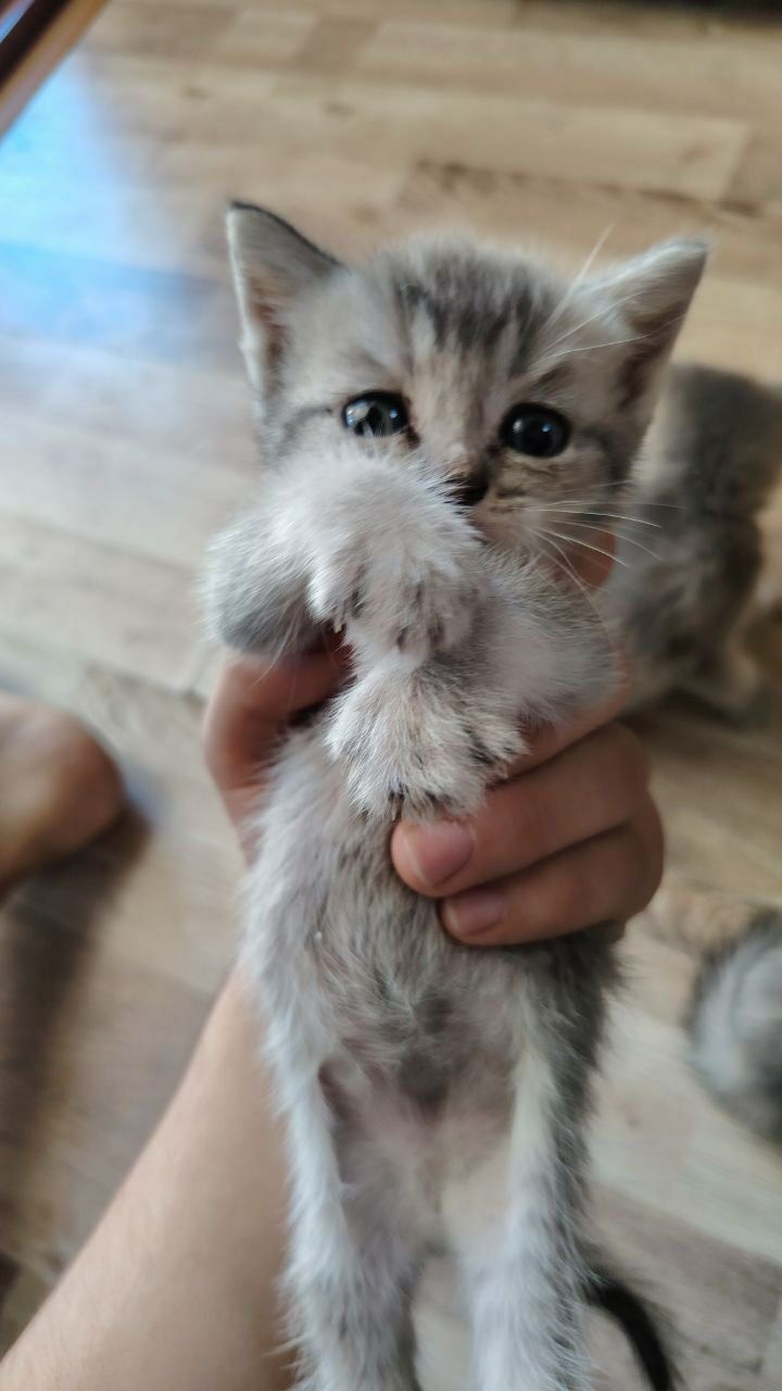продам котенок серебристая шиншилла