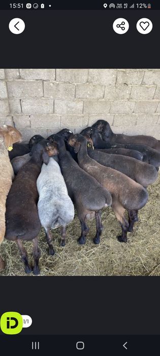 Қой сатылады семіз