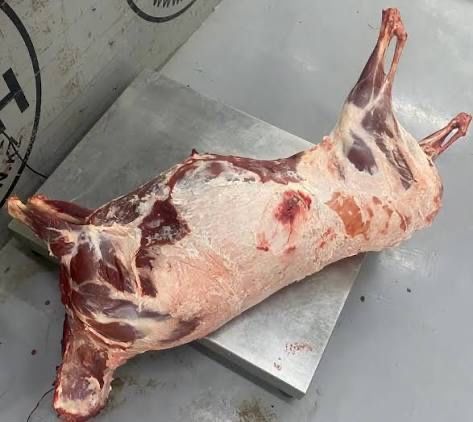 Сайгак туши оптом с доставкой