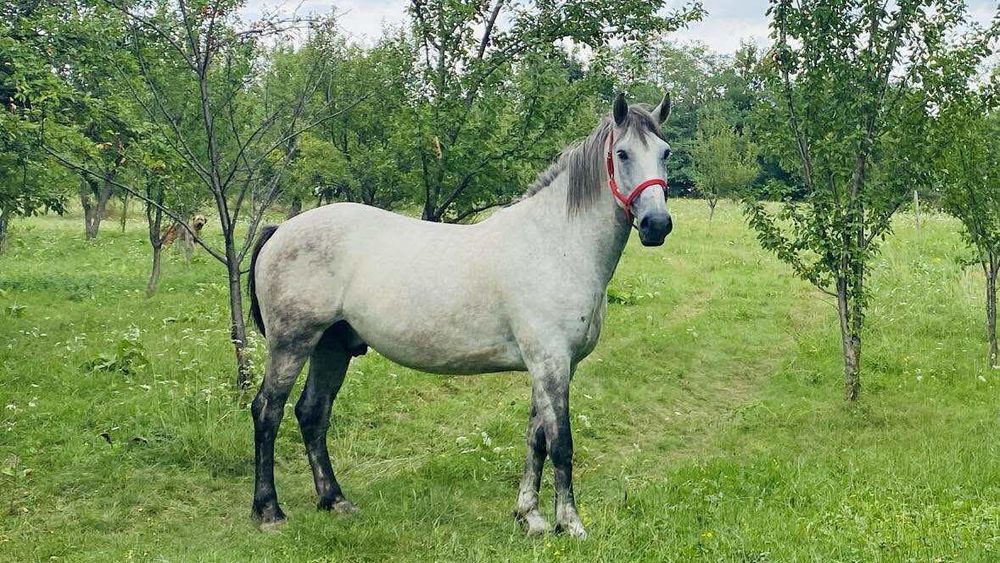 Vand cal sur, pentru calarie sau munci agricole;