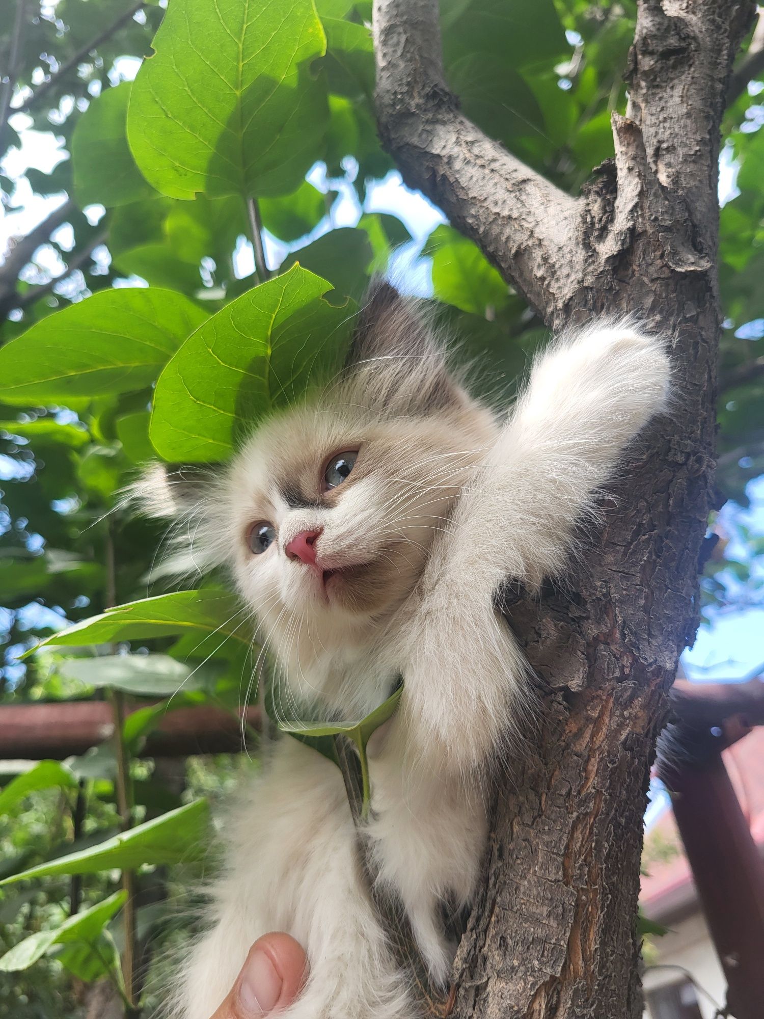 Отдаем котят в добрые руки