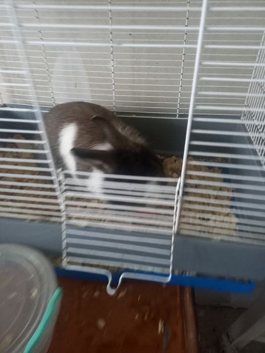 Подарявам зайче без кретката