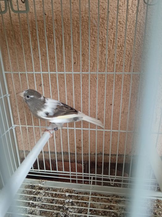 Canari timbrado clasic original continu