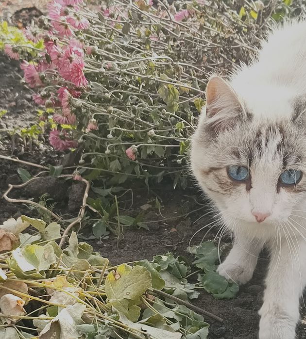 Красивый, ласковый котик ищет любящих хозяев